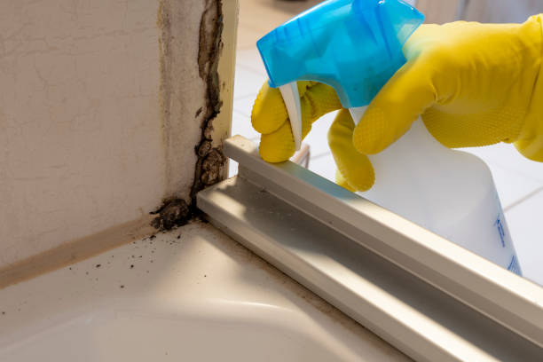 Best Residential Mold Remediation in Hillsboro, ND