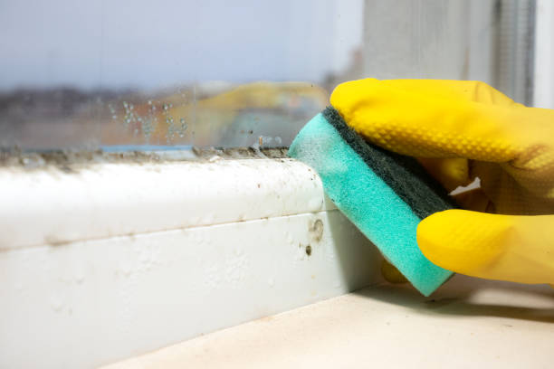Best Health and Safety Mold Remediation in Hillsboro, ND