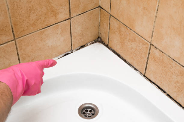 Best Mold Testing and Inspection Services in Hillsboro, ND